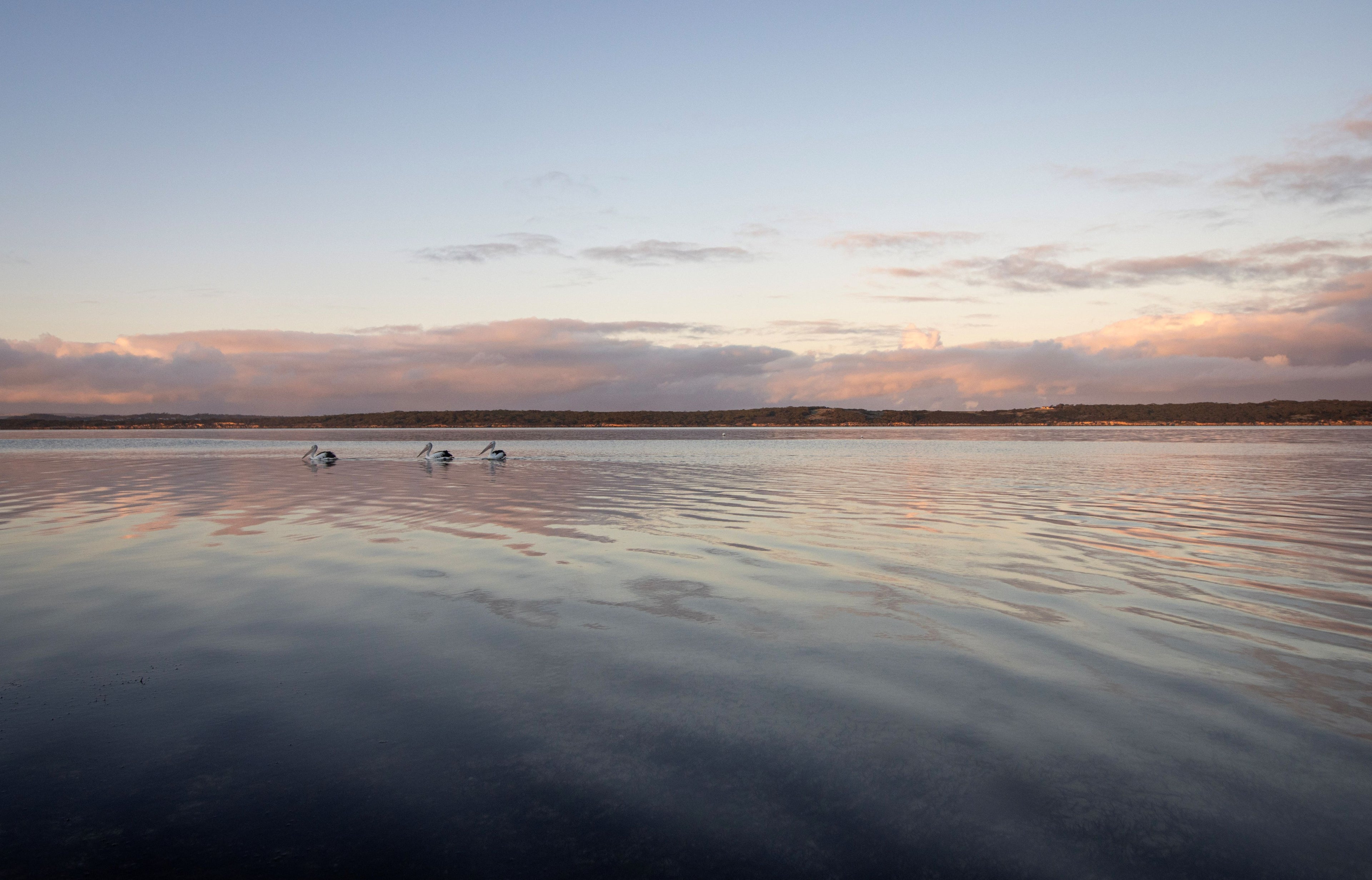 Pelican reflection Coffin Bay South Australia